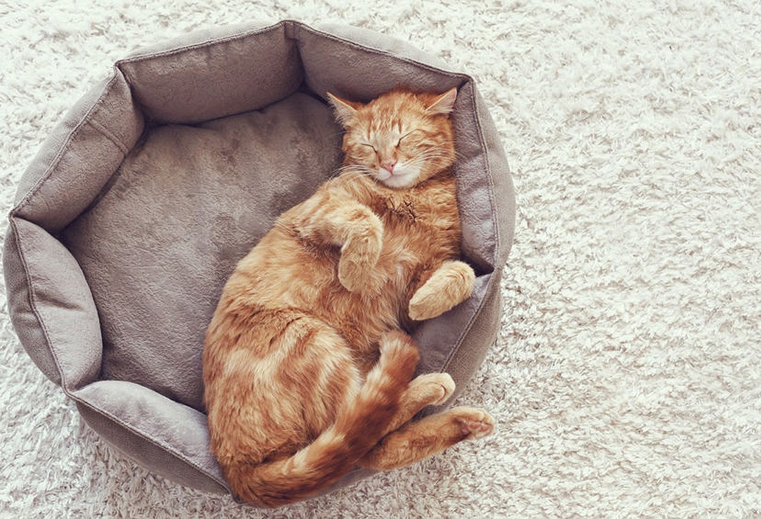 La giusta scelta di accessori per il tuo gatto
